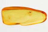 Detailed Fossil Aphid (Aphidoidea) w/ Spread Wings in Baltic Amber #325438-1